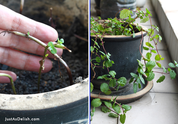 Edible Balcony in Kuala Lumpur