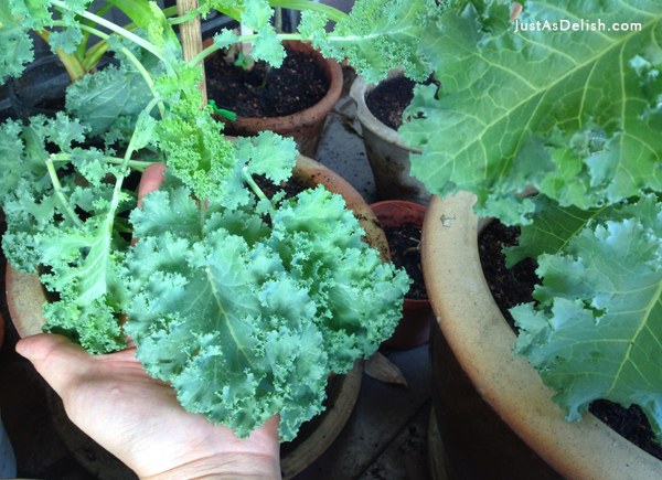 Edible Balcony in Kuala Lumpur