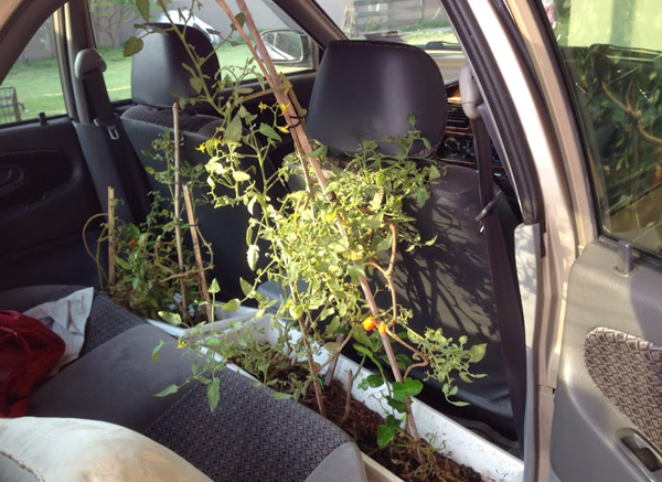 How To Start an Edible Garden in The Apartment