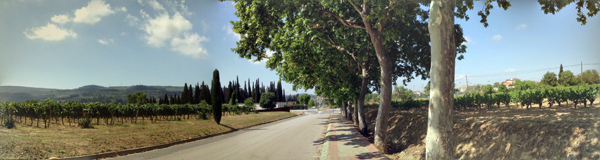 Vineyards in Sant Sadurni d'anoia